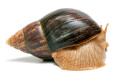 Lissachatina immaculata immaculata adult
